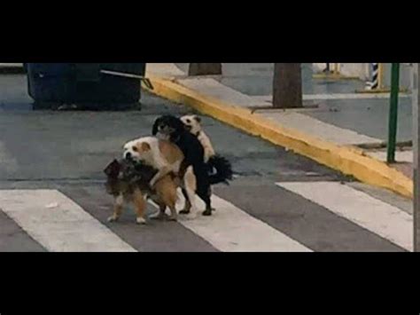 Mujeres follando <strong>con perros</strong> 914880 views 63%; 01:55. . Cojiendo con perros